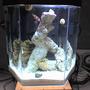 fish tank picture - Tank
