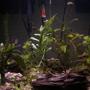 125 gallons planted tank (mostly live plants and fish) - My 25gal. planted tank. I'm a begginer so gimme a break.