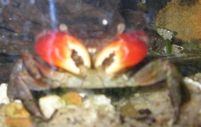 corals inverts - sesarma bidens - red claw crab stocking in 125 gallons tank - Red claw crab