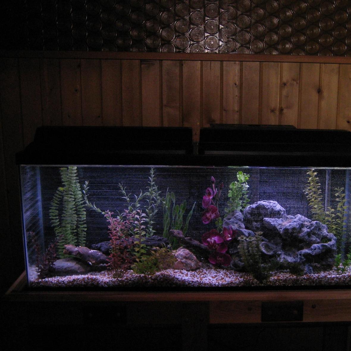 55 gallons freshwater fish tank (mostly fish and non-living decorations) - 55 gal