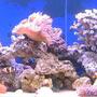 75 gallons reef tank (mostly live coral and fish) - 22 weeks old