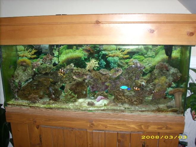 55 gallons reef tank (mostly live coral and fish) - 55 gallon with some coral and fish. but still looking for advice, things are doing okay but not growing so much