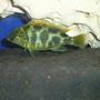 freshwater fish - nimbochromis venustus - venustus cichlid - Giraffe Cichlid
