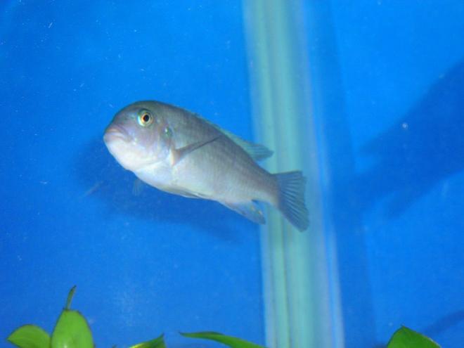 freshwater fish - metriaclima callainos - cobalt blue zebra cichlid - Cobalt Cichlid