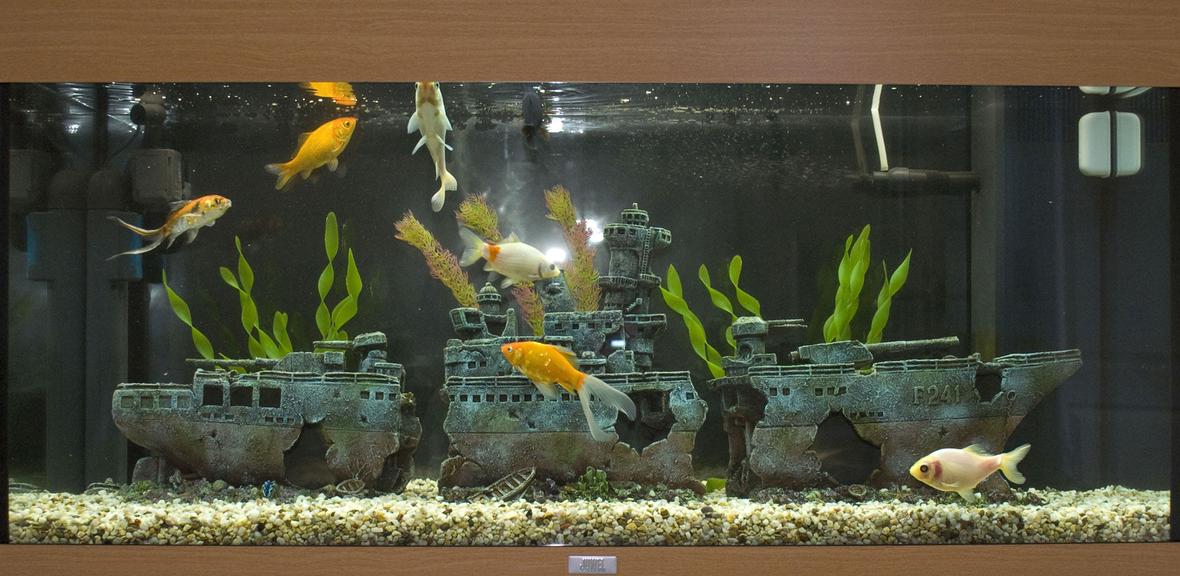 40 gallons freshwater fish tank (mostly fish and non-living decorations) - My Juwel Rio 180.
