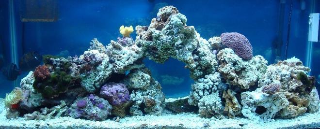 75 gallons reef tank (mostly live coral and fish) - This one was taken when we had all our fish in a 29 gallon quarantine tank for ich...longest 6 weeks of our life!!!
