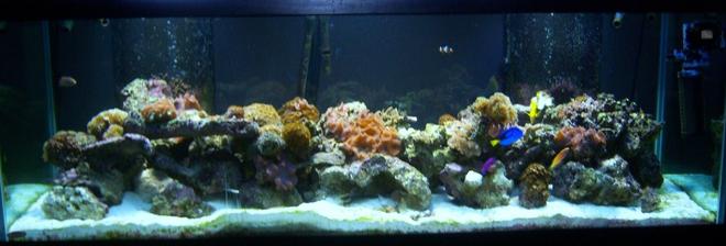 180 gallons reef tank (mostly live coral and fish) - Reef