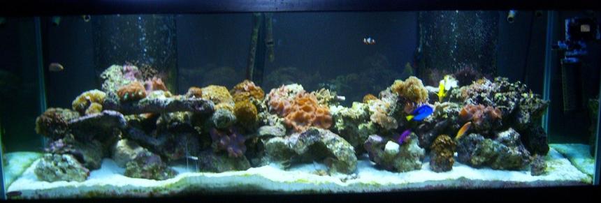 Rated #156: 180 Gallons Reef Tank - Reef