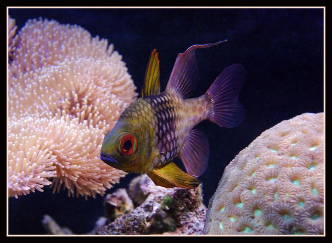 saltwater fish - sphaeramia nematoptera - spotted cardinalfish stocking in 125 gallons tank - Pijama Cardenal