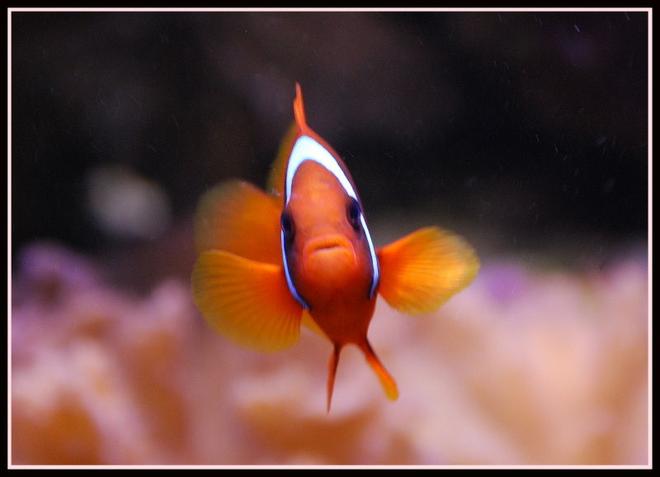 saltwater fish - amphiprion frenatus - tomato clownfish stocking in 125 gallons tank - Tomato Clown