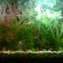 fish tank picture - view add
