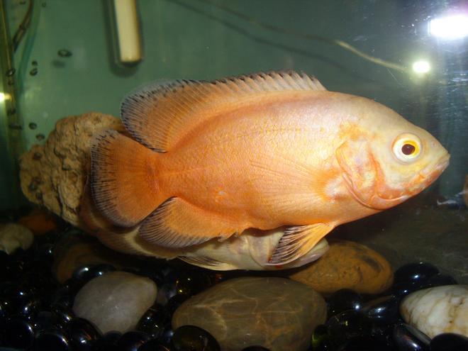 freshwater fish - astronotus ocellatus - albino oscar stocking in 30 gallons tank - Lemon Oscar named Citron.