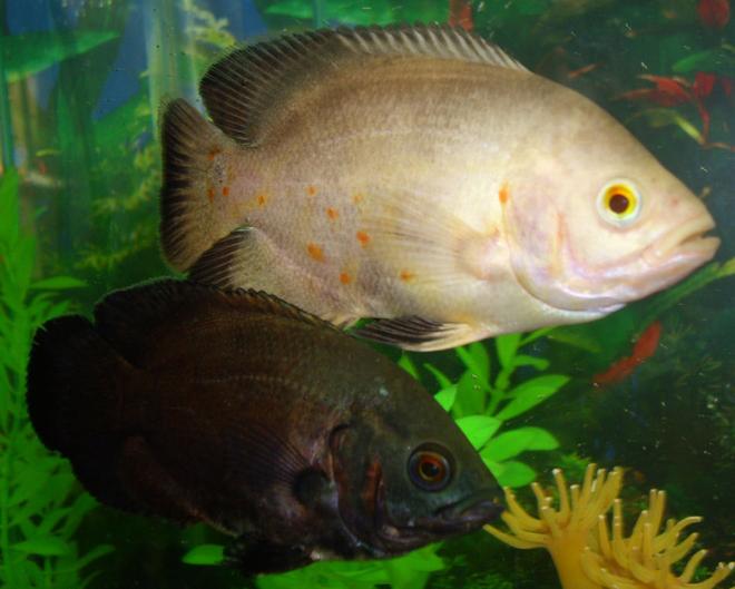 freshwater fish - astronotus ocellatus - red oscar stocking in 30 gallons tank - My red and other lutino oscar.