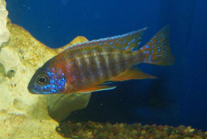 freshwater fish - aulonocara rubescens - ruby red peacock stocking in 125 gallons tank - Beautiful Peacock African Cichlid