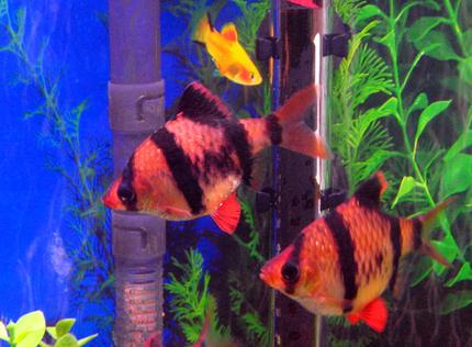 freshwater fish - puntius tetrazona - tiger barb stocking in 10 gallons tank - Tiger Barbs