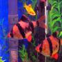 freshwater fish - puntius tetrazona - tiger barb stocking in 10 gallons tank - Tiger Barbs