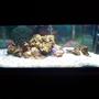 20 gallons saltwater fish tank (mostly fish, little/no live coral) - yes there's water in there