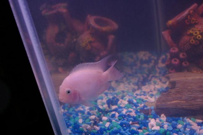 freshwater fish - archocentrus nigrofasciatus - pink convict cichlid stocking in 75 gallons tank - pink convict