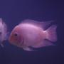 freshwater fish - archocentrus nigrofasciatus - pink convict cichlid stocking in 75 gallons tank - pink convict
