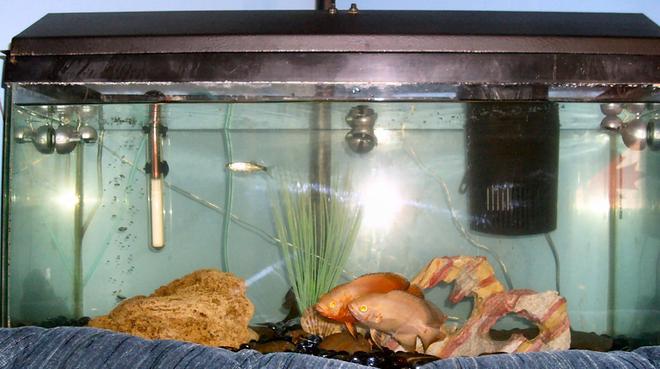 30 gallons freshwater fish tank (mostly fish and non-living decorations) - 2 oscars, 1 danio and a pleco in the 20 gallon, with a tuffa rock, marbles , a piece of slate, and a fake rock and plant. Right behind the couch, and a excellent place to watch them from. These 2 could be a breeding pair!!