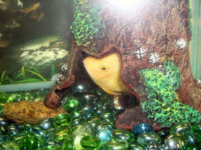 freshwater fish stocking in 30 gallons tank - Toe Jam likes to hide in his hideout, it suppose to resemble a bell.