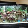 55 gallons reef tank (mostly live coral and fish) - My lovely 55 Gal tank
