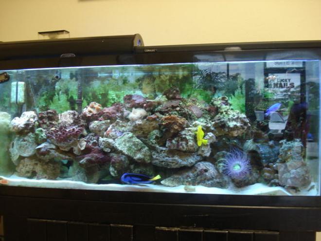 55 gallons reef tank (mostly live coral and fish) - My 55 Gal Tank
