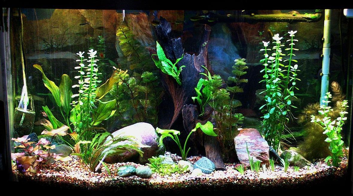 46 gallons planted tank (mostly live plants and fish) - My Tank