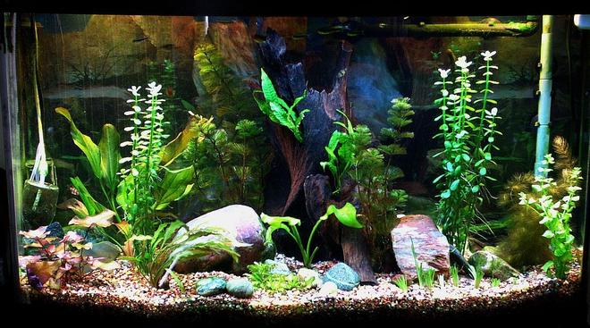 46 gallons planted tank (mostly live plants and fish) - My Tank