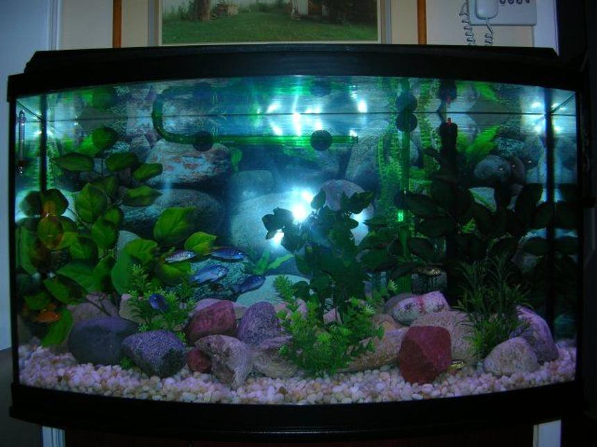 Rated #1860: 46 Gallons Freshwater Fish Tank - African Cichlid Tank
Electric yellows, powder blues, aurutus, cherry zebras, purple aceis and yellow blaze.