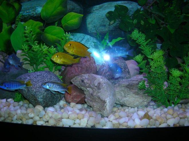 freshwater fish - labidochromis caeruleus - electric yellow cichlid stocking in 46 gallons tank - African Cichlids