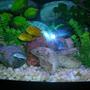 freshwater fish - labidochromis caeruleus - electric yellow cichlid stocking in 46 gallons tank - African Cichlids