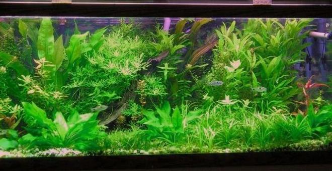 75 gallons planted tank (mostly live plants and fish) - 75 gallon co2