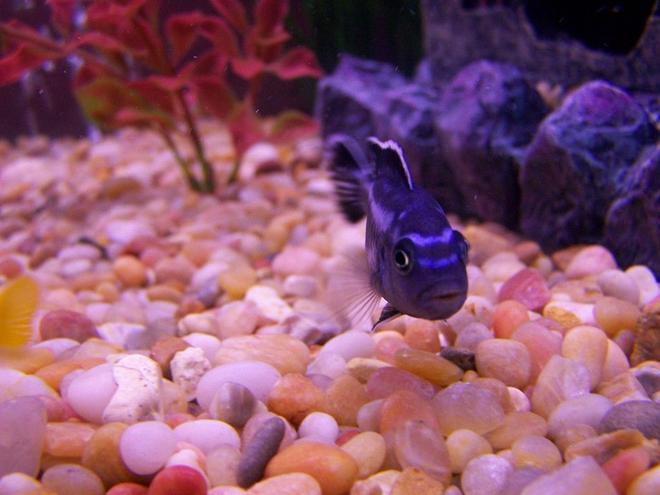 freshwater fish - melanochromis cyaneorhabdos - maingano cichlid stocking in 46 gallons tank - mangano cichlid