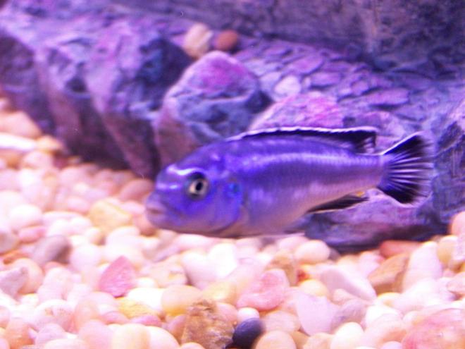 freshwater fish - melanochromis cyaneorhabdos - maingano cichlid stocking in 46 gallons tank - mangano cichlid
