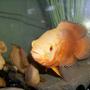 freshwater fish - astronotus ocellatus - albino oscar stocking in 30 gallons tank - Here's looking at you :)