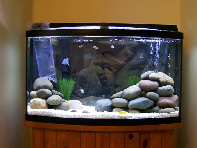 29 gallons freshwater fish tank (mostly fish and non-living decorations) - 46g African Cichlid