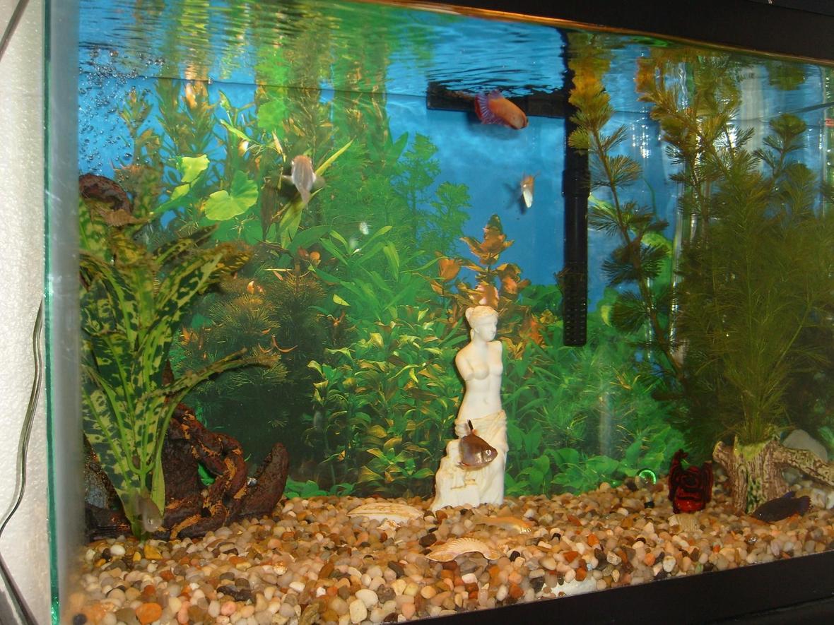 10 gallons freshwater fish tank (mostly fish and non-living decorations) - My Tank