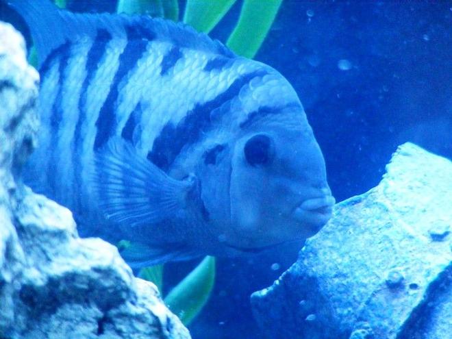 freshwater fish - archocentrus nigrofasciatus - black convict cichlid stocking in 55 gallons tank - This is George
