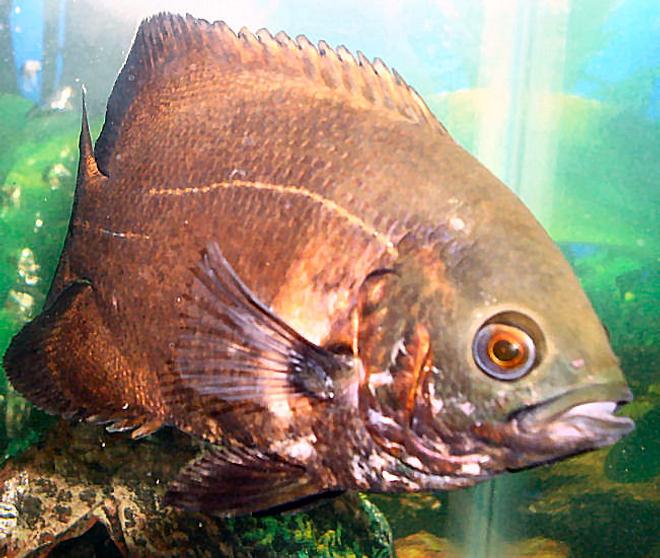 freshwater fish - astronotus ocellatus - red oscar stocking in 30 gallons tank - Cinnabar my Red Oscar, this is my favorite of all of them and I believe this one is a female but still not sure. At feeding time she likes to jump straight out of the water and has got my fingers a couple times, good thing she is only about 4 inches. The reason this one is my favorite is because she replaced the one oscar that I lost because it ate one of my plecos that was too big and I could not get it out of the mouth and it ended up choking on it, poor thing. I hope this one isn't as greedy.
