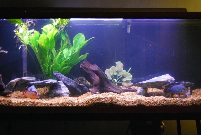 125 gallons freshwater fish tank (mostly fish and non-living decorations) - 125 gal New World Cichlid tank