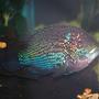 freshwater fish - nandopsis octofasciatum - jack dempsey stocking in 125 gallons tank - 7" Jack Dempsey