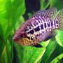 freshwater fish - parachromis managuensis - jaguar cichlid stocking in 125 gallons tank - 6" Jaguar Cichlid