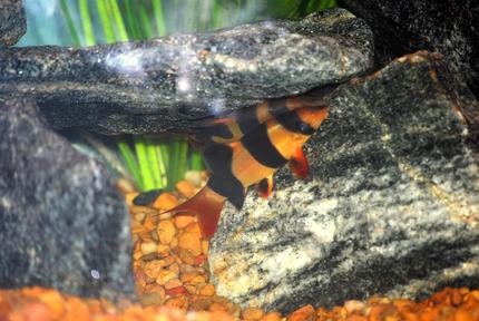 freshwater fish - botia macracantha - clown loach stocking in 125 gallons tank - Clown Loaches