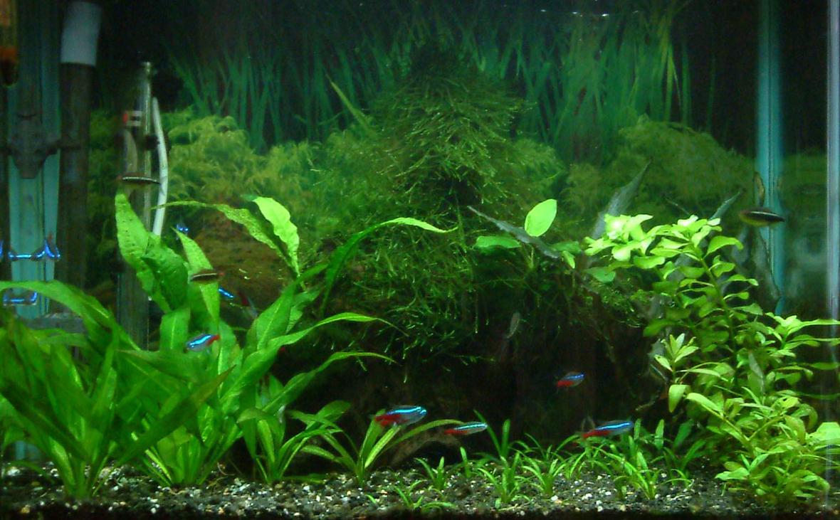 14 gallons planted tank (mostly live plants and fish) - Tank before seeing impact of CO2 injection. Tank has been live for 2 years.