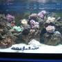 450 gallons reef tank (mostly live coral and fish) - I finally got a picture of my shark in the day!!!!!
