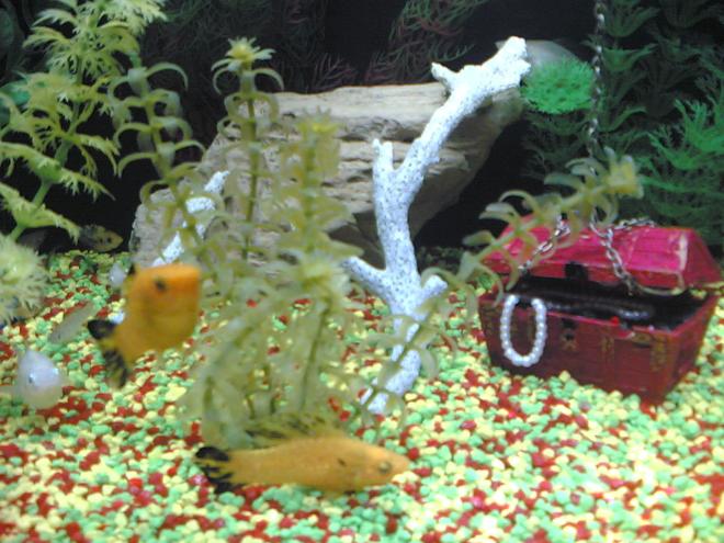 freshwater fish - poecilia latipinna - balloon molly stocking in 12 gallons tank - twin mollies. one male and one female.