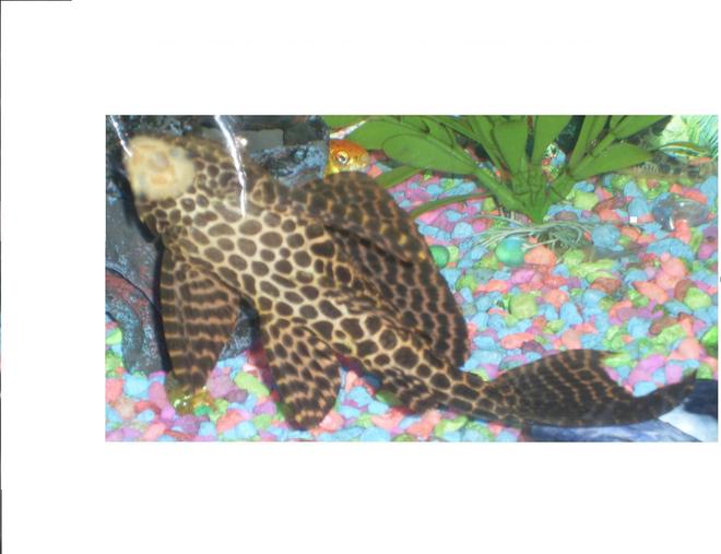 freshwater fish - glyptoperichthys gibbiceps - sailfin pleco (l-83) stocking in 110 gallons tank - Sailfin Gibbiceps Pleco