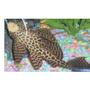 freshwater fish - glyptoperichthys gibbiceps - sailfin pleco (l-83) stocking in 110 gallons tank - Sailfin Gibbiceps Pleco