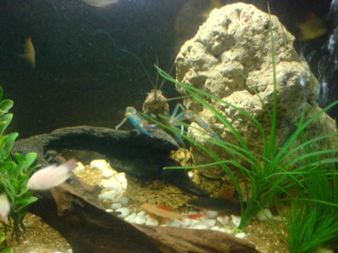 freshwater fish - macropodus opercularis - albino paradise stocking in 130 gallons tank - Electric blue lobster with an albino red tail shark and a black red tail.silhouettes of batfish and albino paradise fish